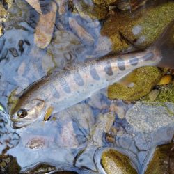 尺イワナ連続ゲット！